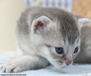 пазл Серый голубые глаза кошки